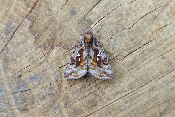 Beautiful Golden Y (Autographa pulchrina), adult. Stockton, 13-06-2023. Copyright Ed Pritchard.