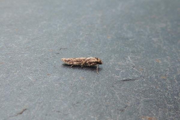 Blastobasis adustella, adult. Stockton, 28-07-2020. Copyright Ed Pritchard.
