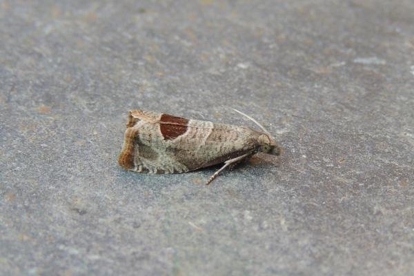 Bramble Shoot Moth (Notocelia uddmanniana), adult. Stockton, 30-06-2019. Copyright Ed Pritchard. Bramble Shoot Moth (Notocelia uddmanniana), adult. Stockton, 30-06-2019. Copyright Ed Pritchard.
