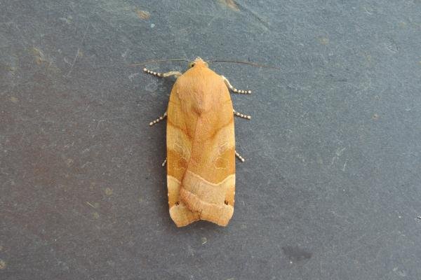 Broad-bordered Yellow Underwing (Noctua fimbriata), adult. Stockton, 04-08-2021. Copyright Ed Pritchard. Broad-bordered Yellow Underwing (Noctua fimbriata), adult. Stockton, 04-08-2021. Copyright Ed Pritchard.