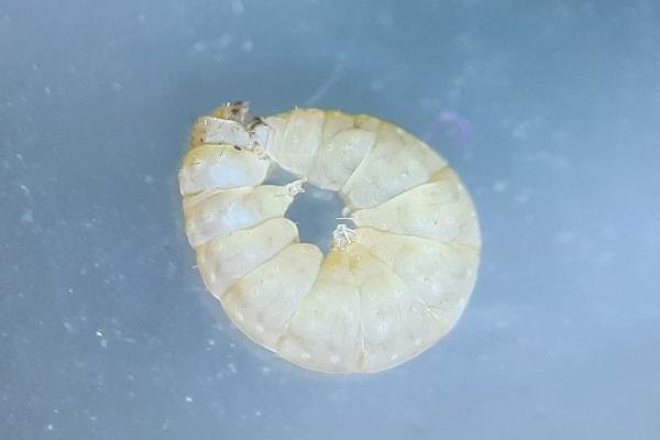 Bucculatrix maritima, larval. Saltholme, 22-05-2023. Copyright Ed Pritchard.