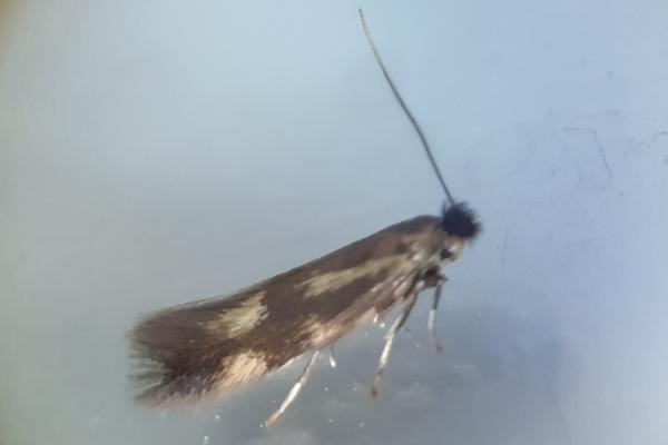 Bucculatrix nigricomella, adult. Saltholme, 03-05-2024. Copyright Ed Pritchard.