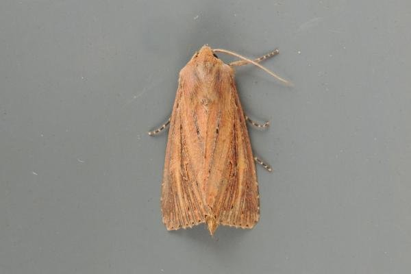 Bulrush Wainscot (Nonagria typhae), adult. Saltholme, 20-08-2018. Copyright Ed Pritchard. Bulrush Wainscot (Nonagria typhae), adult. Saltholme, 20-08-2018. Copyright Ed Pritchard.