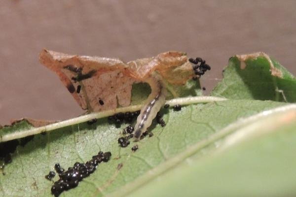 Caloptilia elongella, larval. Saltholme, 27-08-2023. Copyright Ed Pritchard.