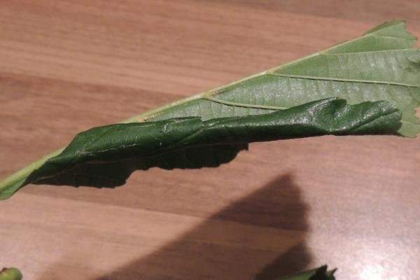 Caloptilia elongella, leaf fold. Saltholme, 27-08-2023. Copyright Ed Pritchard.