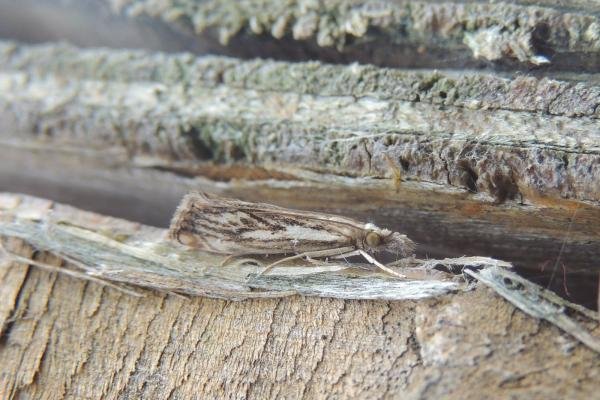 Catoptria falsella, adult. Saltholme, 04-08-2022. Copyright Ed Pritchard.