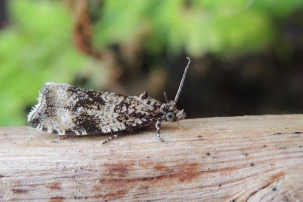 Celypha lacunana, adult. Stockton, 08-05-2020. Copyright Ed Pritchard. Celypha lacunana, adult. Stockton, 08-05-2020. Copyright Ed Pritchard.