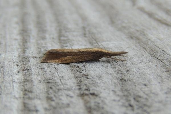 Chilo phragmitella, adult. Saltholme, 03-09-2023. Copyright Ed Pritchard. Chilo phragmitella, adult. Saltholme, 03-09-2023. Copyright Ed Pritchard.