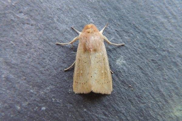 Clay (Mythimna ferrago), adult. Saltholme, 13-07-2018. Copyright Ed Pritchard.