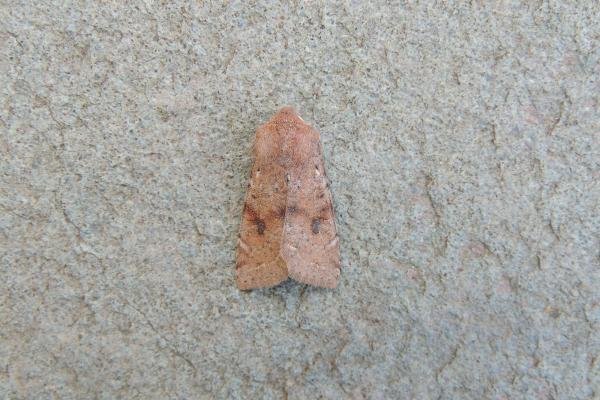 Clouded Drab (Orthosia incerta), adult. Saltholme, 23-03-2022. Copyright Ed Pritchard.