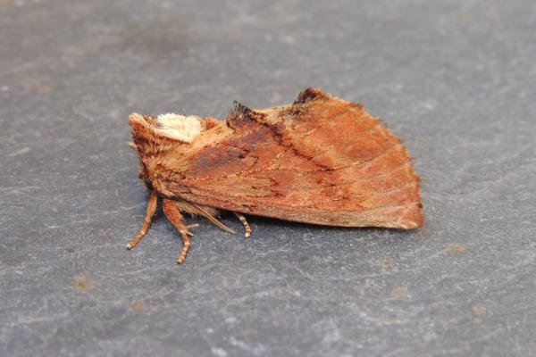 Coxcomb Prominent (Ptilodon capucina), adult. Stockton, 26-06-2022. Copyright Ed Pritchard.