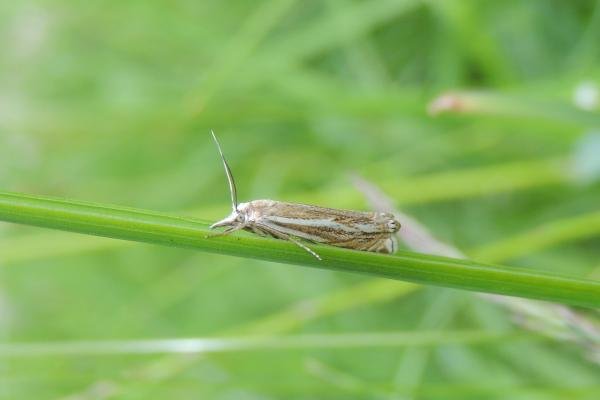 Crambus lathoniellus, adult. Stockton, 30-05-2023. Copyright Ed Pritchard.