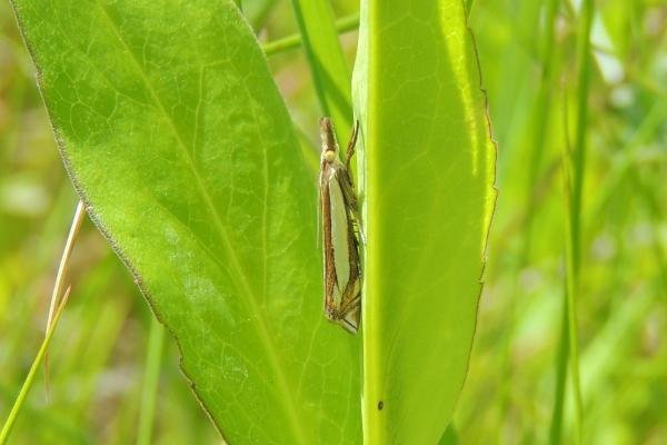 Crambus pascuella, adult. 03-06-2023. Copyright Ed Pritchard.