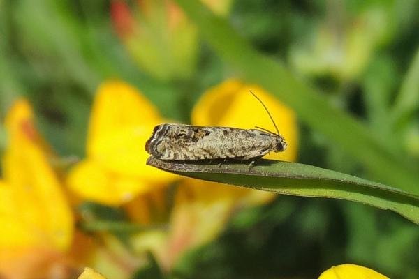 Cydia ulicetana, adult. Saltholme, 13-05-2024. Copyright Ed Pritchard. Cydia ulicetana, adult. Saltholme, 13-05-2024. Copyright Ed Pritchard.