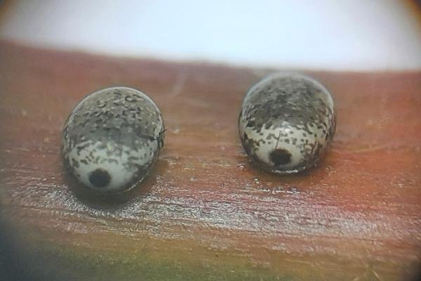 December Moth (Poecilocampa populi), egg. Saltholme, 23-11-2023. Copyright Ed Pritchard.