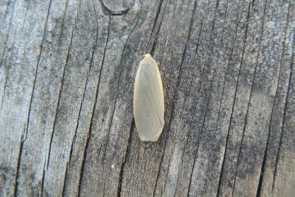 Dingy Footman (Eilema griseola), adult. Saltholme, 14-07-2020. Copyright Ed Pritchard. Dingy Footman (Eilema griseola), adult. Saltholme, 14-07-2020. Copyright Ed Pritchard.