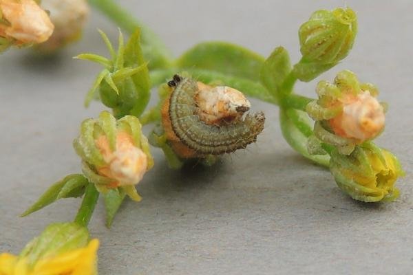 Dowdy Plume (Stenoptilia zophodactylus), larval. Saltholme, 09-10-2023. Copyright Ed Pritchard.