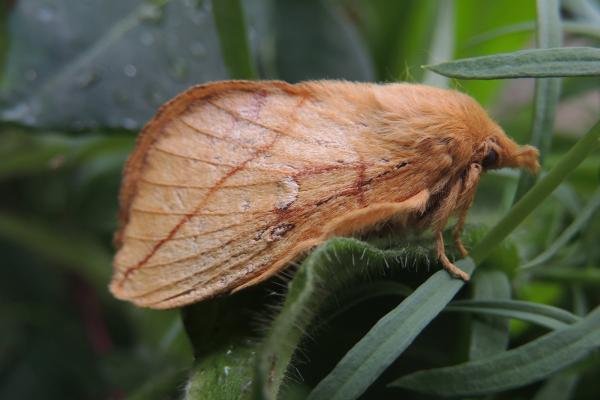 Drinker (Euthrix potatoria), adult. Stockton, 16-07-2018. Copyright Ed Pritchard. Drinker (Euthrix potatoria), adult. Stockton, 16-07-2018. Copyright Ed Pritchard.