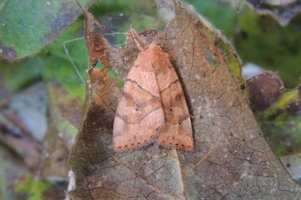 Dun-bar (Cosmia trapezina), adult. Stockton, 01-08-2020. Copyright Ed Pritchard.