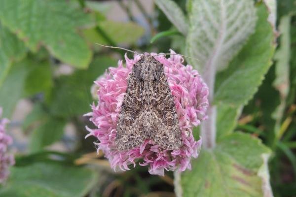 Dusky Brocade (Apamea remissa), adult. Saltholme, 22-06-2022. Copyright Ed Pritchard. Dusky Brocade (Apamea remissa), adult. Saltholme, 22-06-2022. Copyright Ed Pritchard.