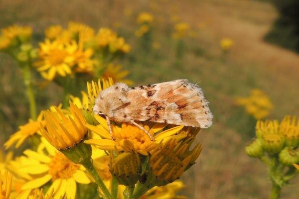 Dusky Sallow (Eremobia ochroleuca), adult. Saltholme, 19-07-2022. Copyright Ed Pritchard.