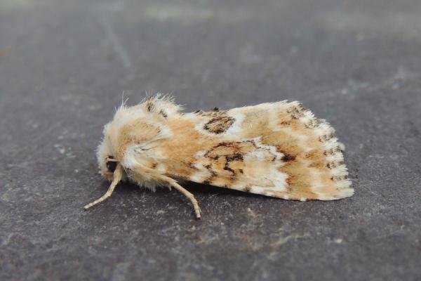 Dusky Sallow (Eremobia ochroleuca), adult. Stockton, 13-07-2018. Copyright Ed Pritchard. Dusky Sallow (Eremobia ochroleuca), adult. Stockton, 13-07-2018. Copyright Ed Pritchard.