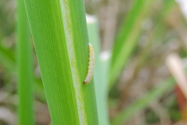 Elachista poae, larval. Belasis Beck, 20-05-2024. Copyright Ed Pritchard.