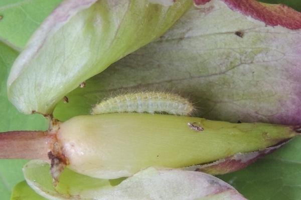 Common Plume (Emmelina monodactyla), larval. Portrack, 26-08-2024. Copyright Ed Pritchard.