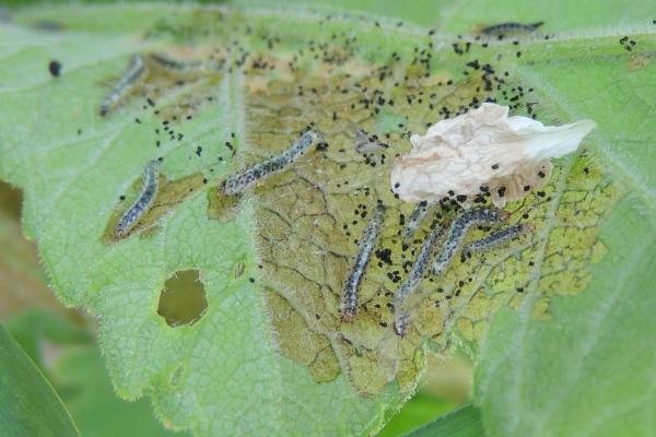 Epermenia chaerophyllella, larval. Saltholme, 18-06-2022. Copyright Ed Pritchard.