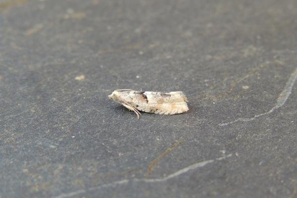 Epinotia bilunana, adult. Stockton, 12-06-2021. Copyright Ed Pritchard.