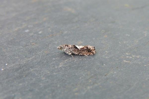 Epinotia immundana, adult. Stockton, 08-08-2020. Copyright Ed Pritchard. Epinotia immundana, adult. Stockton, 08-08-2020. Copyright Ed Pritchard.