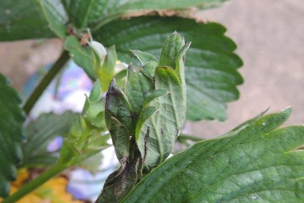 Light Brown Apple Moth (Epiphyas postvittana), larval web. Copyright Ed Pritchard.