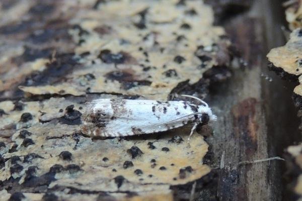 Eucosma campoliliana, adult. Saltholme, 14-06-2020. Copyright Ed Pritchard. Eucosma campoliliana, adult. Saltholme, 14-06-2020. Copyright Ed Pritchard.