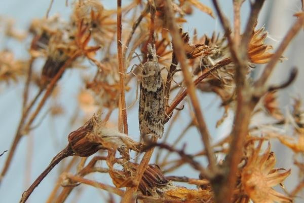 Eudonia angustea, adult. Saltholme, 03-09-2023. Copyright Ed Pritchard. Eudonia angustea, adult. Saltholme, 03-09-2023. Copyright Ed Pritchard.