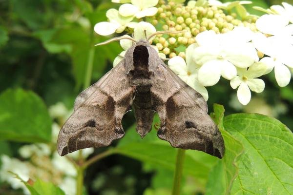 Eyed Hawk-moth (Smerinthus ocellata), adult. Saltholme, 07-06-2021. Copyright Ed Pritchard.