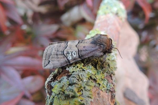 Figure of Eighty (Tethea ocularis), adult. Stockton, 08-05-2020. Copyright Ed Pritchard.