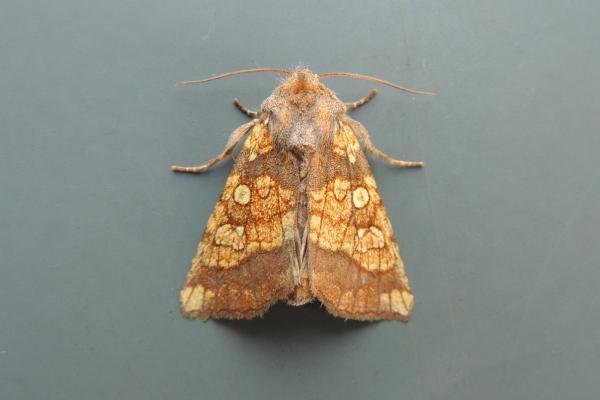 Frosted Orange (Gortyna flavago), adult. Saltholme, 28-08-2018. Copyright Ed Pritchard. Frosted Orange (Gortyna flavago), adult. Saltholme, 28-08-2018. Copyright Ed Pritchard.