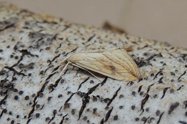 Garden Pebble (Evergestis forficalis), adult. Saltholme, 30-07-2020. Copyright Ed Pritchard. Garden Pebble (Evergestis forficalis), adult. Saltholme, 30-07-2020. Copyright Ed Pritchard.