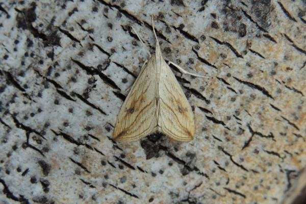 Garden Pebble (Evergestis forficalis), adult. Saltholme. Copyright Ed Pritchard.