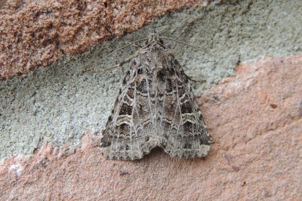 Gothic (Naenia typica), adult. Stockton, 13-07-2018. Copyright Ed Pritchard. Gothic (Naenia typica), adult. Stockton, 13-07-2018. Copyright Ed Pritchard.