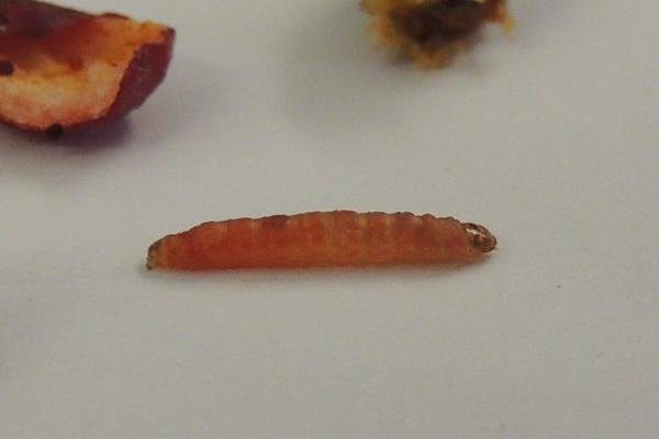 Grapholita janthinana, larval. Saltholme, 18-10-2022. Copyright Ed Pritchard.
