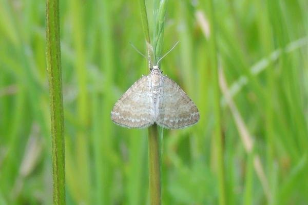 Grass Rivulet (Perizoma albulata), adult. Saltholme, 23-05-2023. Copyright Ed Pritchard.