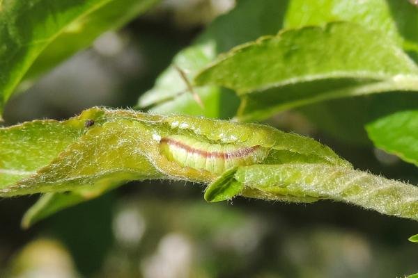 Green Pug (Pasiphila rectangulata), larval. Saltholme, 20-04-2024. Copyright Ed Pritchard.