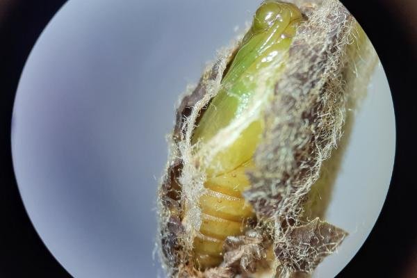 Green Pug (Pasiphila rectangulata), pupal. Saltholme, 30-04-2024. Copyright Ed Pritchard.