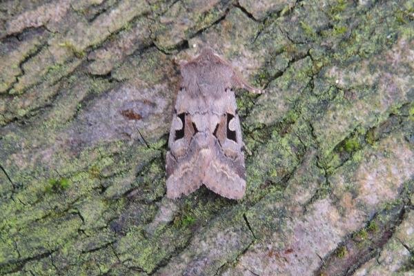 Hebrew Character (Orthosia gothica), adult. Saltholme, 28-02-2022. Copyright Ed Pritchard.