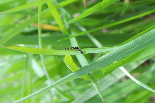 Helcystogramma rufescens, larval. Saltholme, 18-04-2023. Copyright Ed Pritchard.