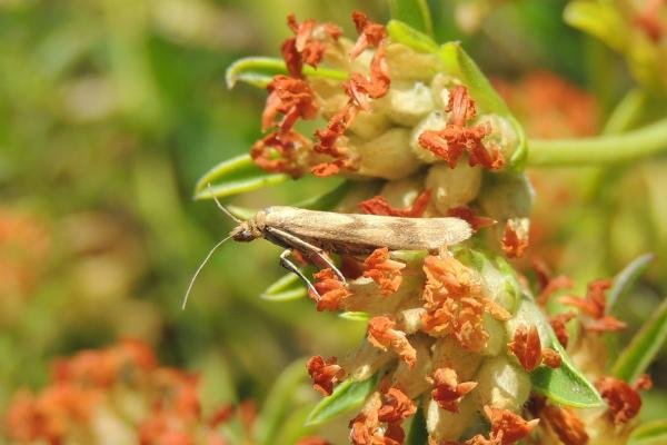 Homoeosoma sinuella, adult. Saltholme, 22-06-2023. Copyright Ed Pritchard.