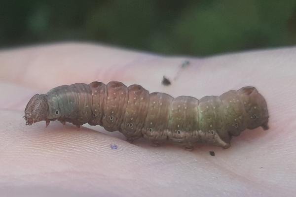 Iron Prominent (Notodonta dromedarius), larval. Copyright Ed Pritchard.