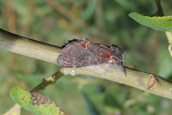 Iron Prominent (Notodonta dromedarius), adult. Saltholme. Copyright Ed Pritchard.