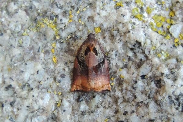 Large Fruit-tree Tortrix (Archips podana), adult. Saltholme, 25-06-2020. Copyright Ed Pritchard. Large Fruit-tree Tortrix (Archips podana), adult. Saltholme, 25-06-2020. Copyright Ed Pritchard.